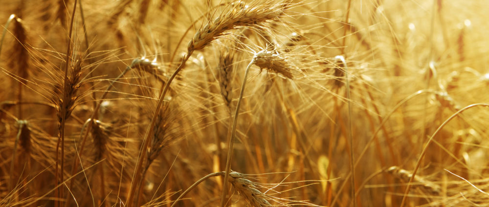 Sowing Seeds of Life in Word and Deed